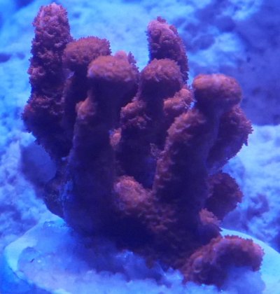 Coral2.jpg