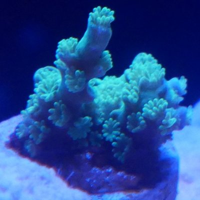Coral3.jpg