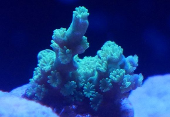 Coral4.jpg