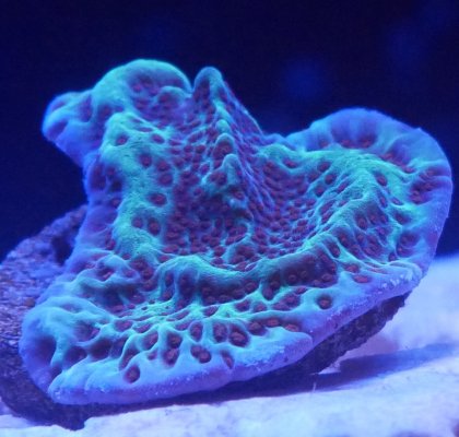 Coral6.jpg