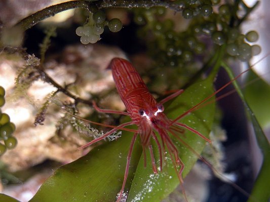 A peppermint shrimp posing on some Caulerpa algae in a nano reef.jpg