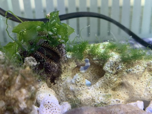 Urchin not eating hair algae | REEF2REEF Saltwater and Reef Aquarium Forum