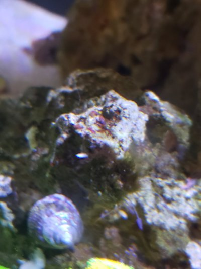 what-eats-red-flatworms-reef2reef