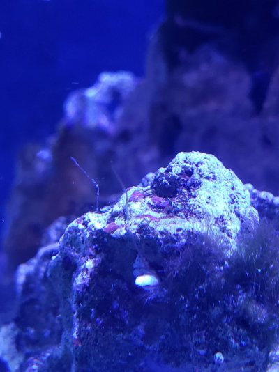 what-eats-red-flatworms-reef2reef