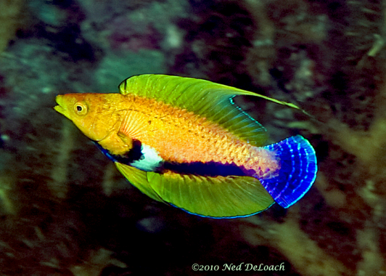 golden flasher wrasse.png