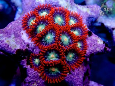 C__Data_Users_DefApps_AppData_INTERNETEXPLORER_Temp_Saved Images_steal-your-soul-zoas-391.jpg