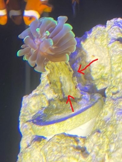 Hammer Coral Issue.jpg