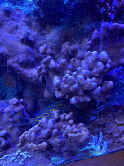 Blue Ridge Coral.jpg