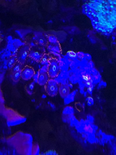 Fire and Ice Zoa.jpg