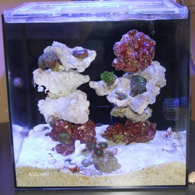 Ace Epoxy Putty - General Discussion - Nano-Reef Community