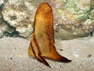 Orbiculate Batfish juvenile.jpg