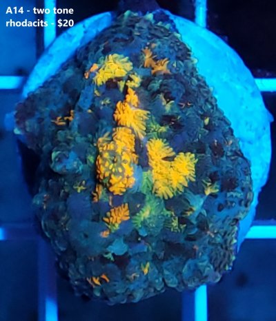 rhodactis.jpg rhodactis.jpg