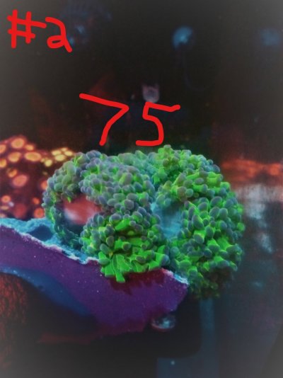 Inkedfrogspawn_LI.jpg Inkedfrogspawn_LI.jpg