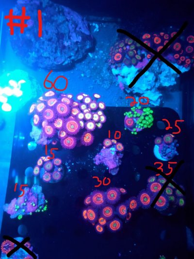 Zoa Prices.jpg Zoa Prices.jpg