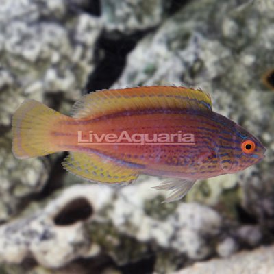 Lineatus Fairy Wrasse Initial Phase (2).jpg