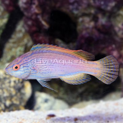 Lineatus Fairy Wrasse Initial Phase 3.5in 489.99.jpg