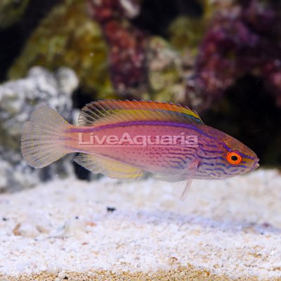 Lineatus Fairy Wrasse Initial Phase 329.99.jpg