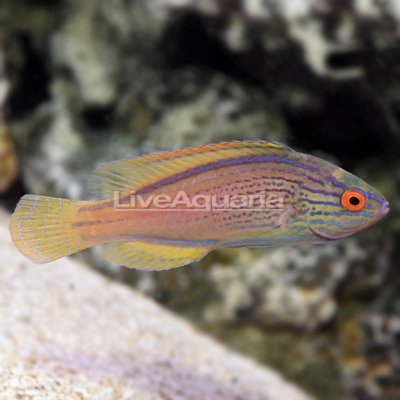 Lineatus Fairy Wrasse Initial Phase.jpg