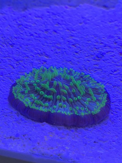 1751F704-578E-4C0E-9E60-B7BC06CA0DDB.jpeg 1751F704-578E-4C0E-9E60-B7BC06CA0DDB.jpeg