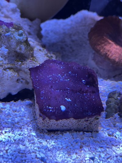 coral-id.jpg