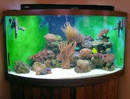 Clean aquarium.jpg