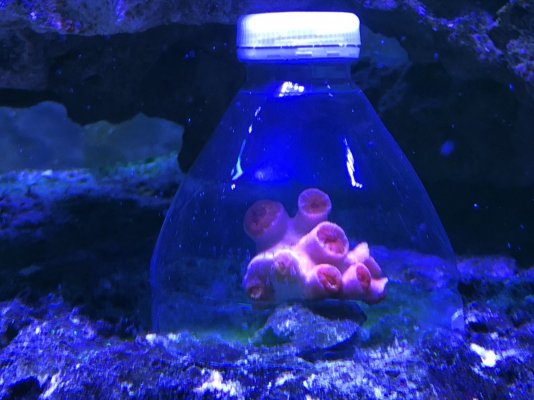 Sun Coral peeking out under bottle with hole in top.JPG