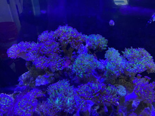 98258ACB-F246-4CA2-9555-EBB0BFA733F2.jpeg
