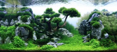 aquarium-plante-decors-03-900x402.jpg