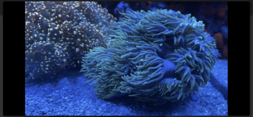 2044C7C8-E812-49FC-A6D0-AB2BDA88D7B8.png 2044C7C8-E812-49FC-A6D0-AB2BDA88D7B8.png