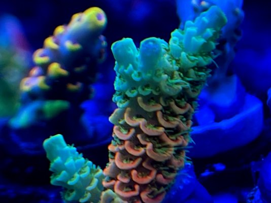 8F8A6645-CCB1-4D0A-B966-6DB0FBA2F5ED.jpeg 8F8A6645-CCB1-4D0A-B966-6DB0FBA2F5ED.jpeg