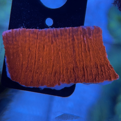 1600D5F9-0010-443F-A7EC-368C4D1E2DFC.png 1600D5F9-0010-443F-A7EC-368C4D1E2DFC.png