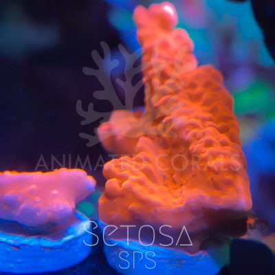 57E89E53-F070-47C2-A6DC-D3BA7ABDF844.png 57E89E53-F070-47C2-A6DC-D3BA7ABDF844.png