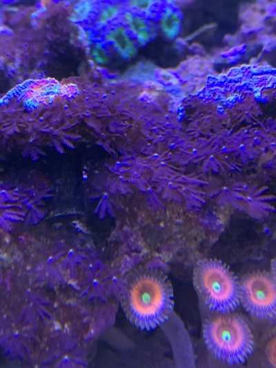 Invasive purple clove polyps | REEF2REEF Saltwater and Reef Aquarium Forum