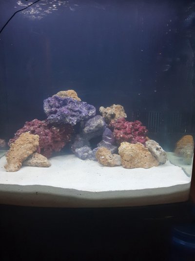 First Reef Tank.jpg