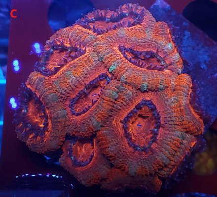 acan colony.jpg acan colony.jpg