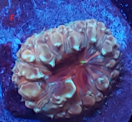 Creamsicle blasto.jpg Creamsicle blasto.jpg