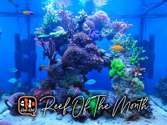 marine aquarium screensaver issues marine aquarium screensaver issues