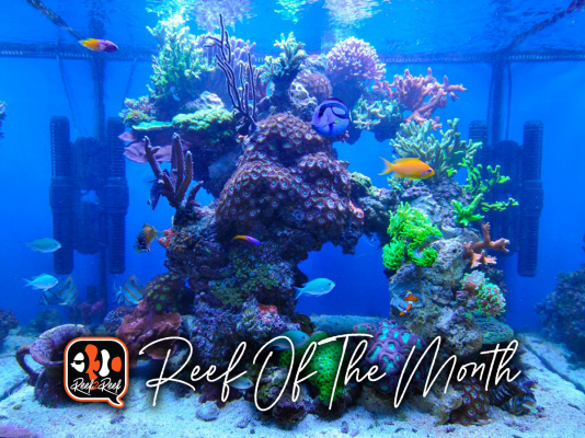 REEF OF THE MONTH - April 2021: Jack Ravensbergen's Awesome Cube Reef!