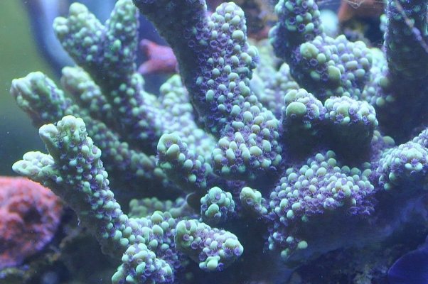 coral 4.jpeg