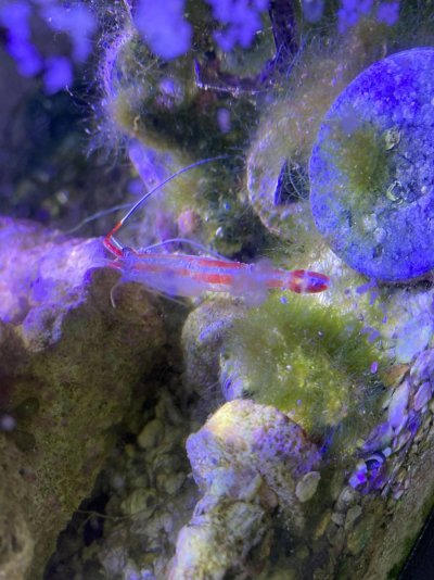 shrimp molt.jpg