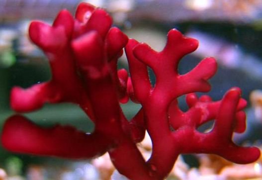 Looking for Red Bamboo Algae | REEF2REEF Saltwater and Reef Aquarium Forum