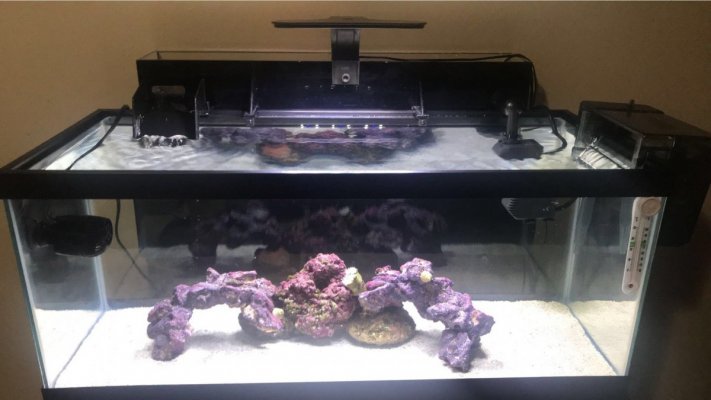 20 gallon Tank.jpg 20 gallon Tank.jpg