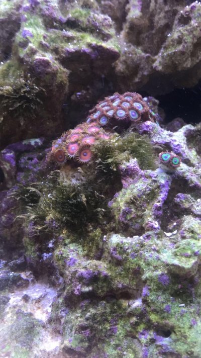 Random algae.jpg Random algae.jpg
