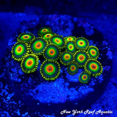 Zoa Garden Rasta.jpg Zoa Garden Rasta.jpg