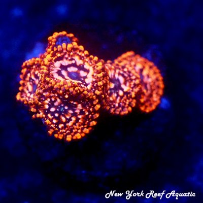 Zoa Garden Utter Chaos.jpg Zoa Garden Utter Chaos.jpg