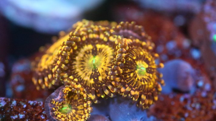 Halle Berry zoa.JPG