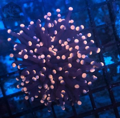 pink-tip-torch-coral-wysiwyg_713_1200x1200 (1).jpg