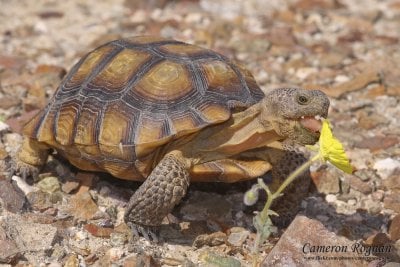 Desert-Tortoise.jpg