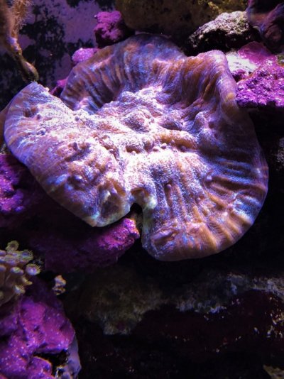 unk.coral.1.jpg