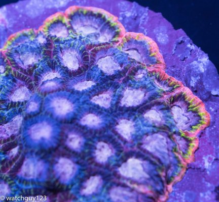 coral-6-1.jpg